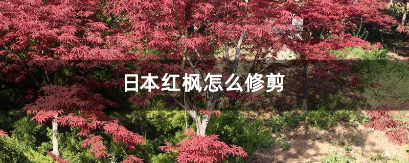 日本红枫怎么修剪 日本红枫怎么修剪