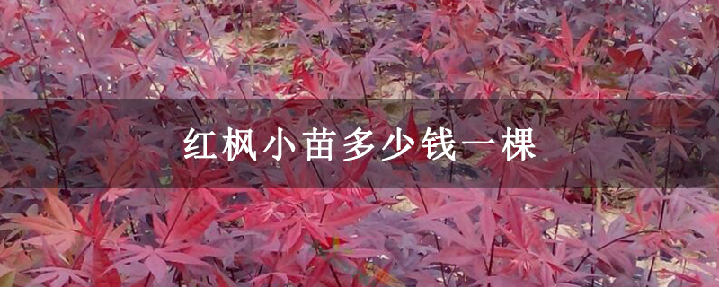 红枫小苗多少钱一棵 红枫小苗多少钱一棵