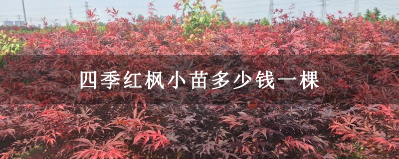 四季红枫小苗多少钱一棵 四季红枫小苗多少钱一棵