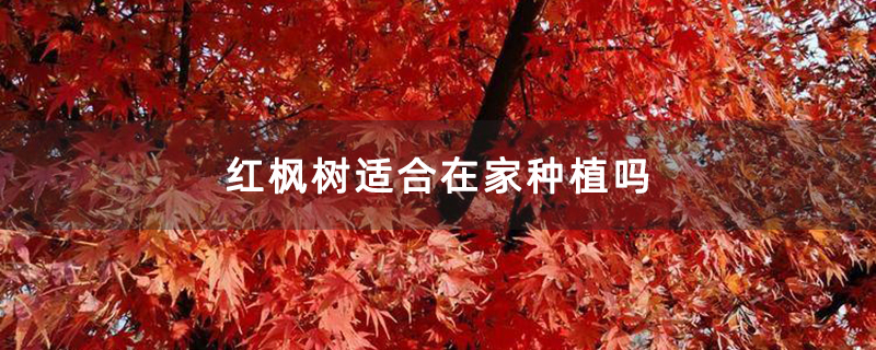 红枫树 红枫树