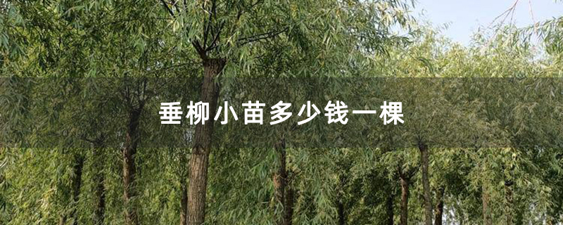 垂柳小苗多少钱一棵 垂柳小苗多少钱一棵