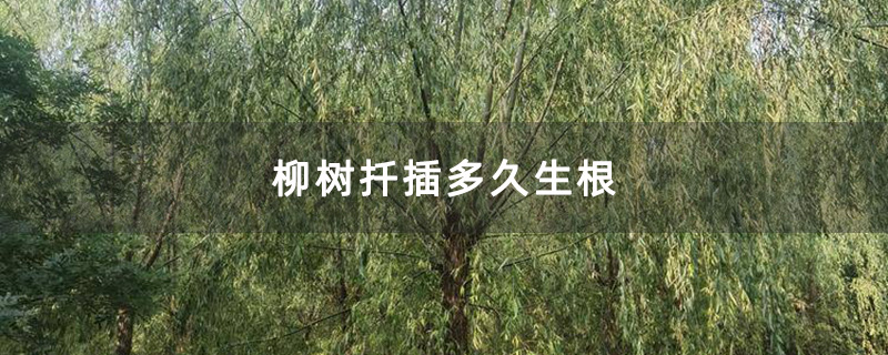 柳树苗种植基地 柳树苗种植基地