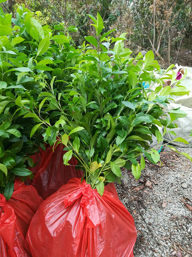 冬青树价格多少钱一棵?冬青树的种植方法 冬青树价格多少钱一棵?冬青树的种植方法