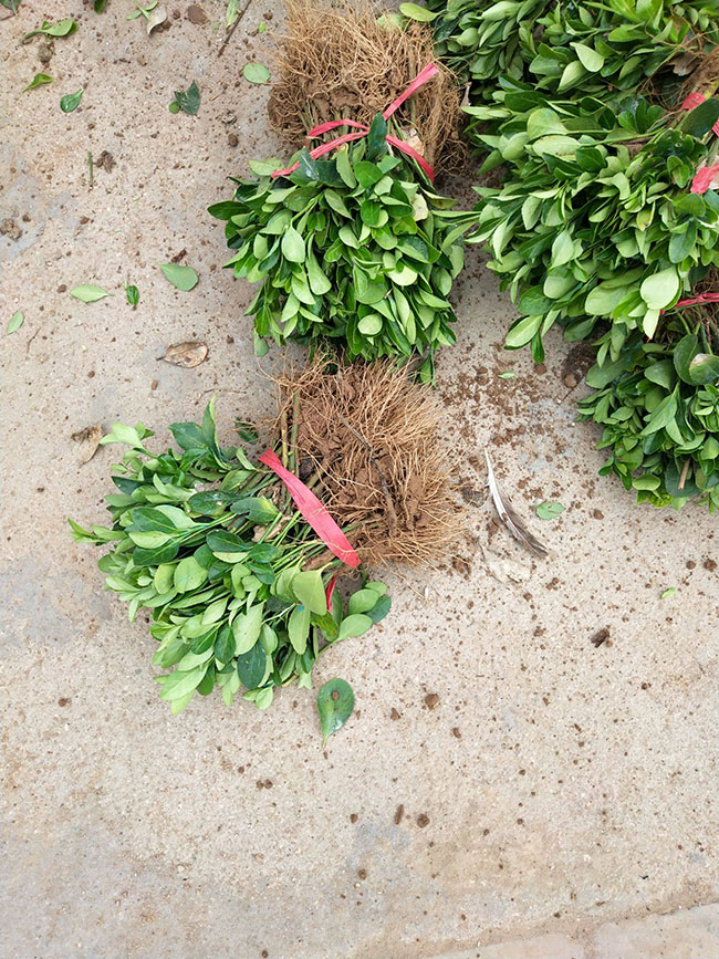 冬青树价格多少钱一棵?冬青树的种植方法 冬青树价格多少钱一棵?冬青树的种植方法