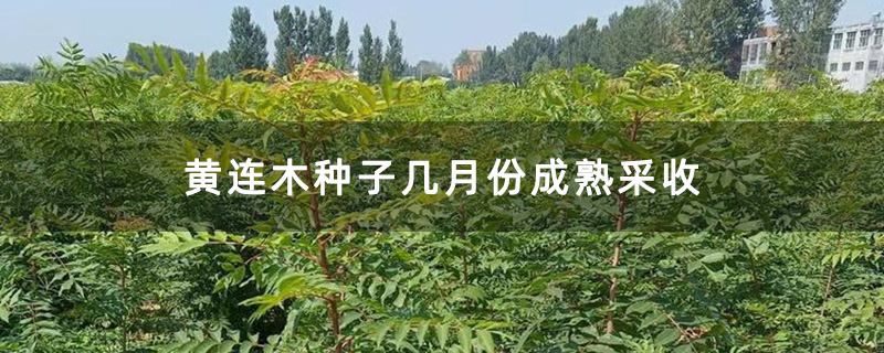 优质黄连木小苗 优质黄连木小苗