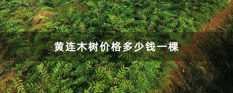 黄连木小苗 黄连木小苗