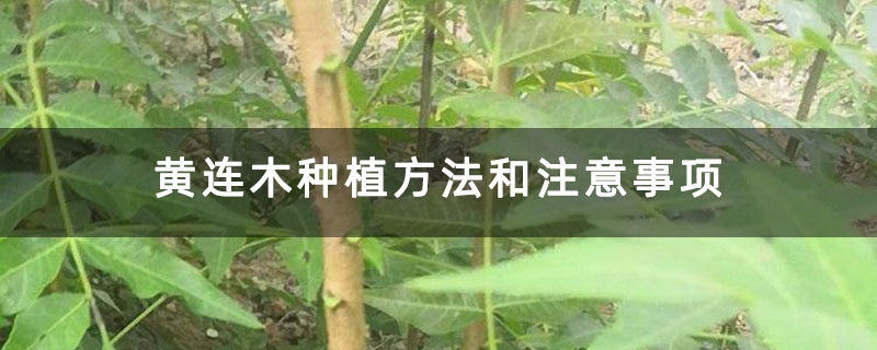 黄连木种植方法和注意事项