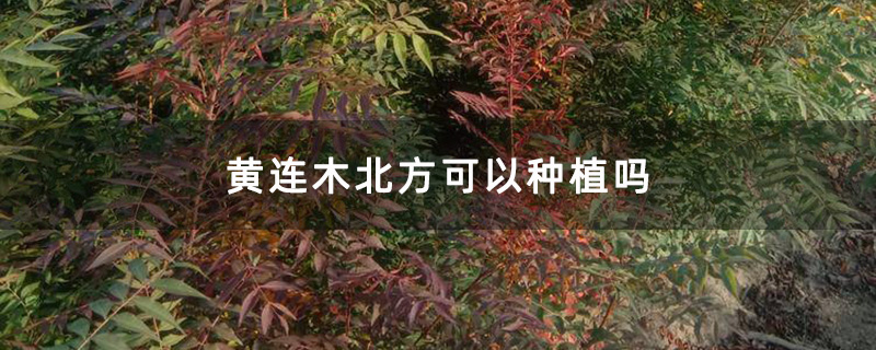 黄连木种植基地 黄连木种植基地