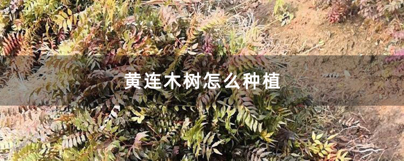 黄连木移栽苗 黄连木移栽苗