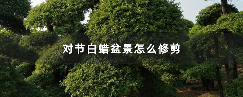 对节白蜡盆景怎么修剪 对节白蜡盆景怎么修剪