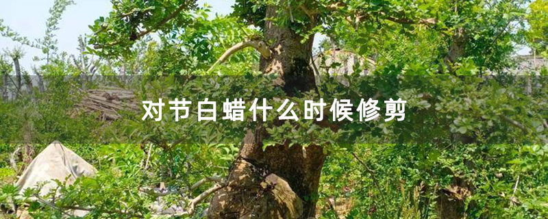 对节白蜡什么时候修剪 对节白蜡什么时候修剪