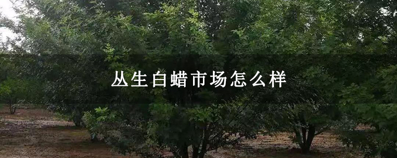 丛生白蜡市场怎么样 丛生白蜡市场怎么样