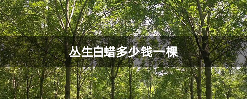 丛生白蜡多少钱一棵 丛生白蜡多少钱一棵