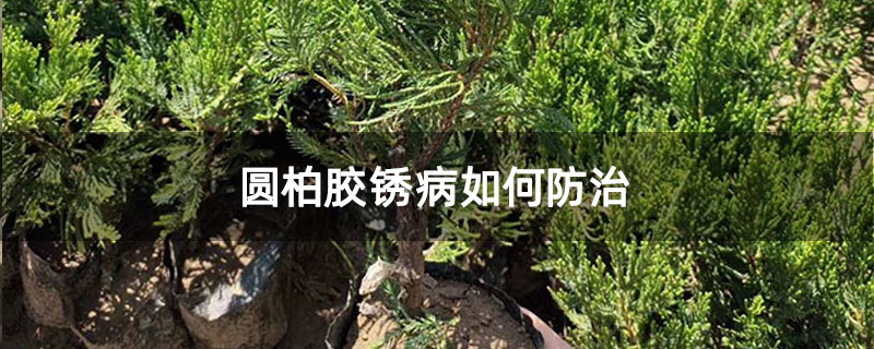 圆柏胶锈病如何防治 圆柏胶锈病如何防治