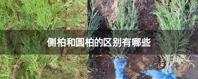 侧柏和圆柏的区别有哪些 侧柏和圆柏的区别有哪些
