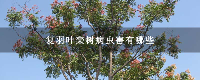 复羽叶栾树病虫害有哪些 复羽叶栾树病虫害有哪些