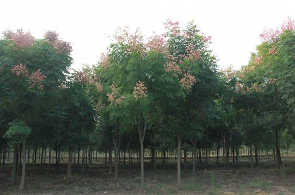 栾树 栾树