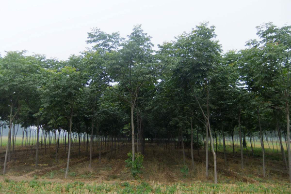 栾树 栾树