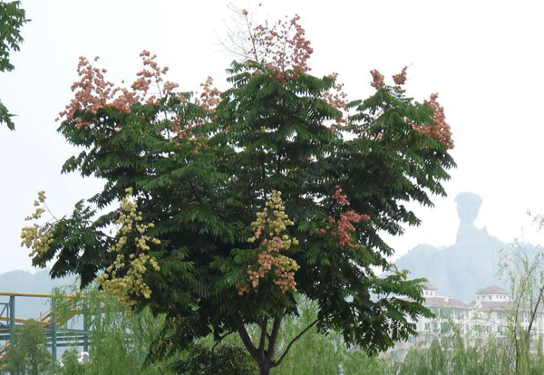 栾树 栾树