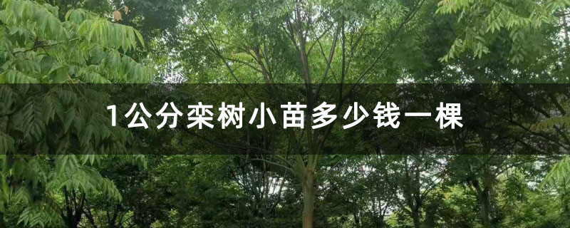 1公分栾树小苗多少钱一棵 1公分栾树小苗多少钱一棵