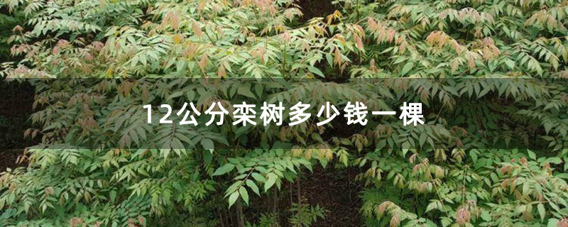 栾树小苗基地实拍图 栾树小苗基地实拍图