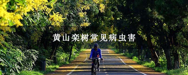 黄山栾树常见病虫害 黄山栾树常见病虫害