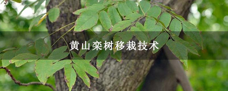 黄山栾树移栽技术 黄山栾树移栽技术