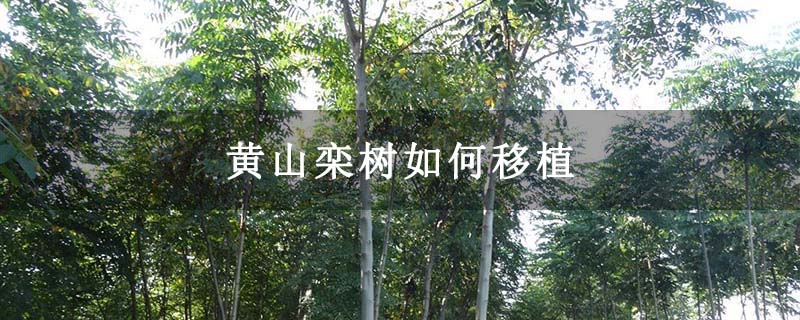 黄山栾树如何移植 黄山栾树如何移植