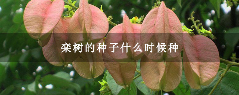 栾树的种子什么时候种 栾树的种子什么时候种