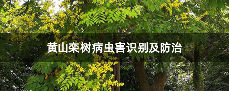 黄山栾树病虫害识别及防治 黄山栾树病虫害识别及防治