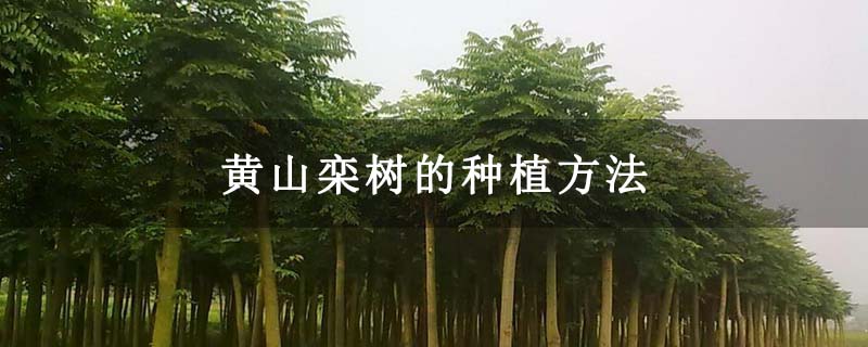 黄山栾树的种植方法 黄山栾树的种植方法