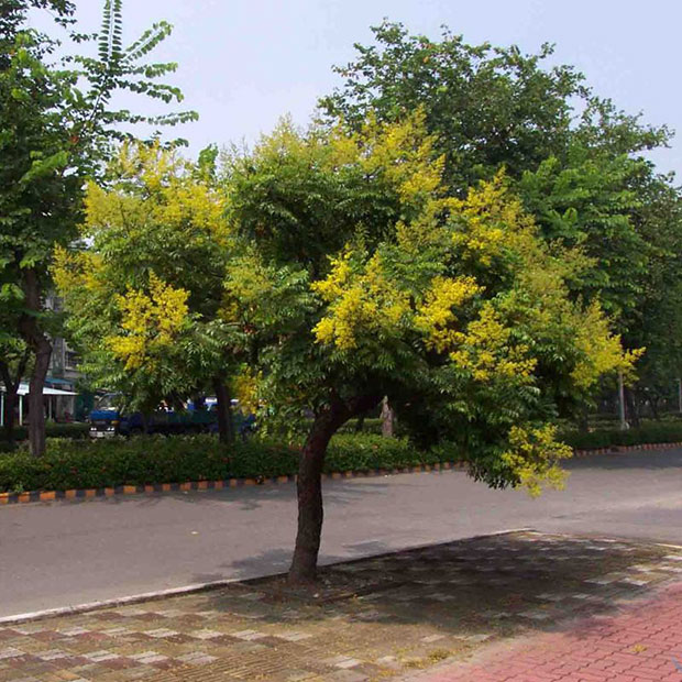 栾树小苗10.jpg