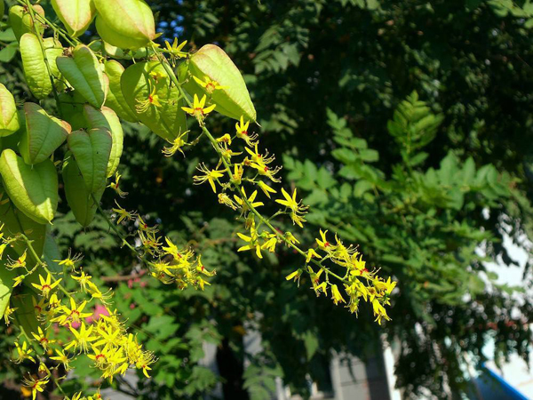 栾树花 栾树花