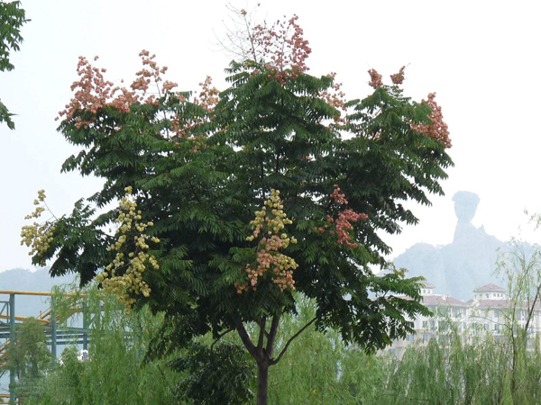 栾树 栾树