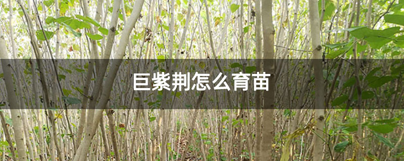 巨紫荆怎么育苗 巨紫荆怎么育苗