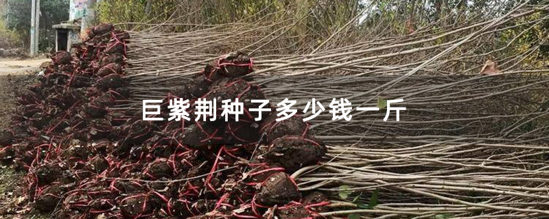 巨紫荆种子多少钱一斤 巨紫荆种子多少钱一斤