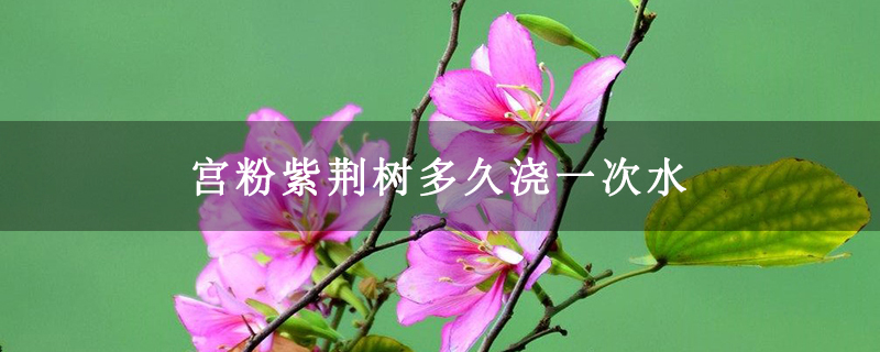 宫粉紫荆树多久浇一次水 宫粉紫荆树多久浇一次水
