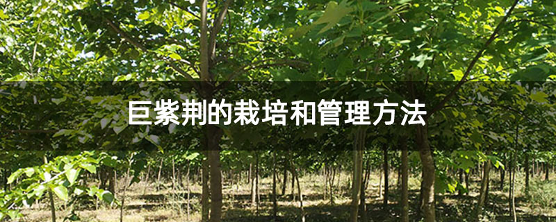 巨紫荆的栽培和管理方法 巨紫荆的栽培和管理方法