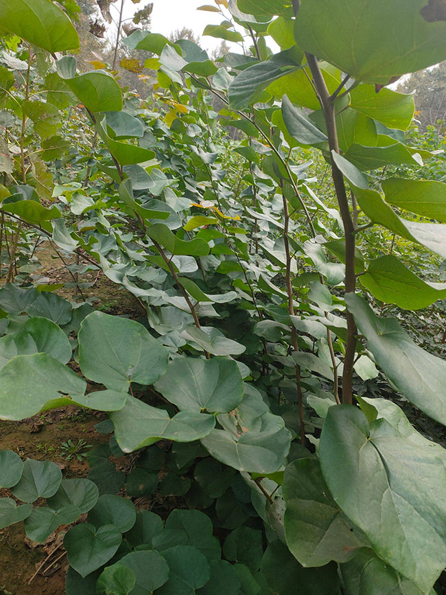 巨紫荆价格 巨紫荆价格