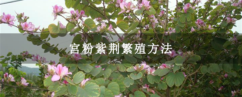 宫粉紫荆繁殖方法 宫粉紫荆繁殖方法