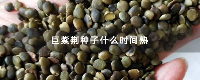 巨紫荆种子什么时间熟 巨紫荆种子什么时间熟