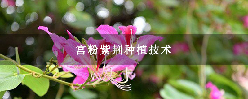 宫粉紫荆种植技术