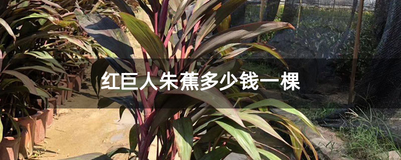 红巨人朱蕉多少钱一棵 红巨人朱蕉多少钱一棵