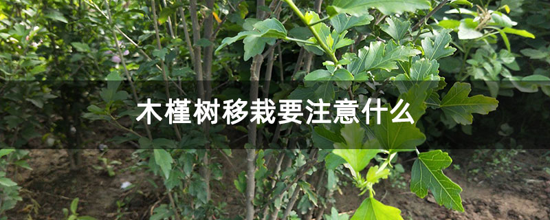 木槿树移栽要注意什么 木槿树移栽要注意什么
