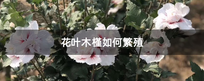 花叶木槿如何繁殖 花叶木槿如何繁殖