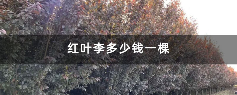 红叶李多少钱一棵 红叶李多少钱一棵