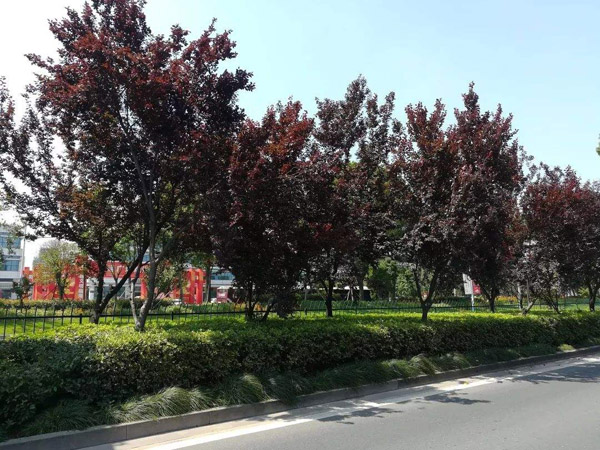 红叶李绿化树 红叶李绿化树