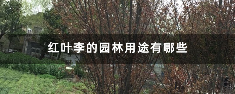 红叶李的园林用途有哪些 红叶李的园林用途有哪些