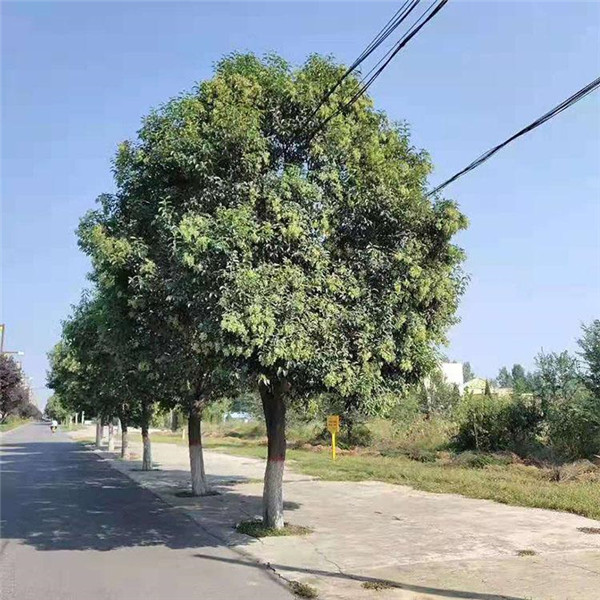 大叶女贞基地实拍图片