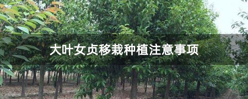 大叶女贞移栽种植注意事项 大叶女贞移栽种植注意事项